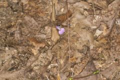 Prostrate Ticktrefoil, Desmodium rotundifolium