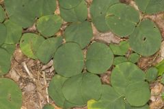 Prostrate Ticktrefoil, Desmodium rotundifolium