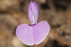 Prostrate Ticktrefoil, Desmodium rotundifolium