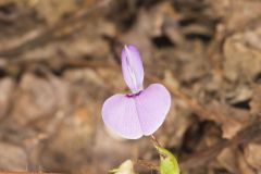 Prostrate Ticktrefoil, Desmodium rotundifolium