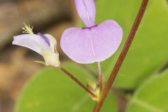 Prostrate Ticktrefoil, Desmodium rotundifolium