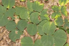 Prostrate Ticktrefoil, Desmodium rotundifolium