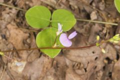 Prostrate Ticktrefoil, Desmodium rotundifolium