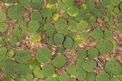 Prostrate Ticktrefoil, Desmodium rotundifolium