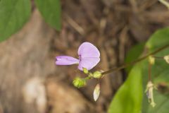 Prostrate Ticktrefoil, Desmodium rotundifolium