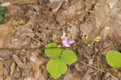 Prostrate Ticktrefoil, Desmodium rotundifolium