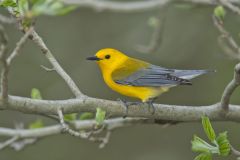 Prothonotary Warbler, Protonotaria citrea