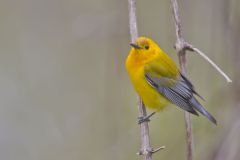 Prothonotary Warbler, Protonotaria citrea