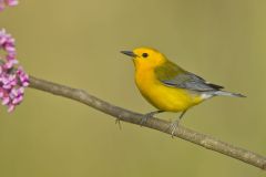 Prothonotary Warbler, Protonotaria citrea