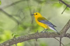 Prothonotary Warbler, Protonotaria citrea