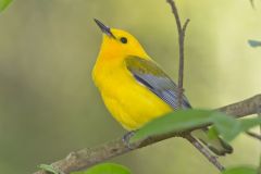 Prothonotary Warbler, Protonotaria citrea