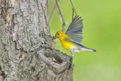 Prothonotary Warbler, Protonotaria citrea