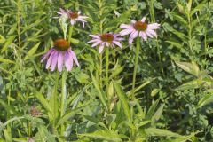 Purple Coneflower, Echinacia Purpurea