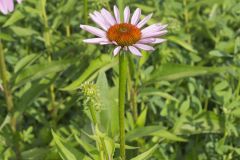 Purple Coneflower, Echinacia Purpurea