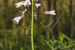 Purple Cress, Cardamine douglassii