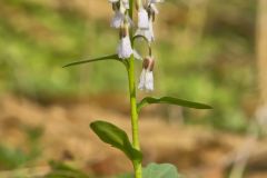 Purple Cress, Cardamine douglassii