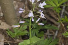 Purple Cress, Cardamine douglassii