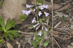 Purple Cress, Cardamine douglassii