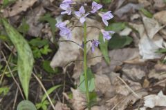 Purple Cress, Cardamine douglassii