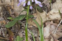 Purple Cress, Cardamine douglassii