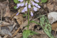 Purple Cress, Cardamine douglassii