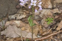 Purple Cress, Cardamine douglassii