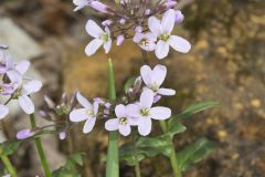 Purple Cress, Cardamine douglassii