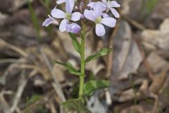 Purple Cress, Cardamine douglassii