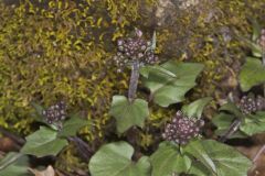 Purple Cress, Cardamine douglassii