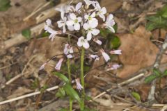 Purple Cress, Cardamine douglassii