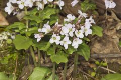 Purple Cress, Cardamine douglassii