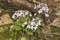 Purple Cress, Cardamine douglassii