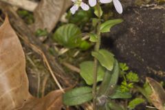 Purple Cress, Cardamine douglassii