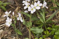 Purple Cress, Cardamine douglassii