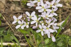 Purple Cress, Cardamine douglassii