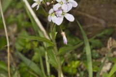 Purple Cress, Cardamine douglassii