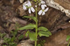 Purple Cress, Cardamine douglassii