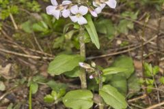 Purple Cress, Cardamine douglassii