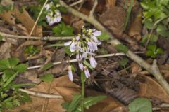 Purple Cress, Cardamine douglassii