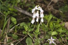 Purple Cress, Cardamine douglassii