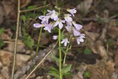 Purple Cress, Cardamine douglassii