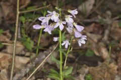 Purple Cress, Cardamine douglassii