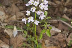 Purple Cress, Cardamine douglassii