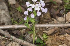 Purple Cress, Cardamine douglassii