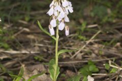 Purple Cress, Cardamine douglassii