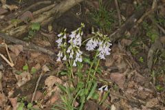 Purple Cress, Cardamine douglassii