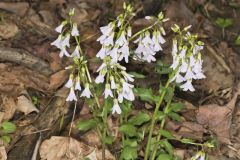 Purple Cress, Cardamine douglassii