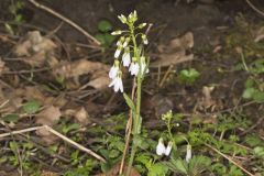 Purple Cress, Cardamine douglassii