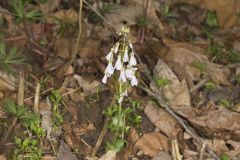 Purple Cress, Cardamine douglassii