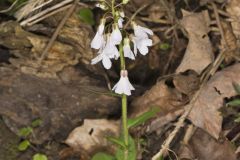 Purple Cress, Cardamine douglassii